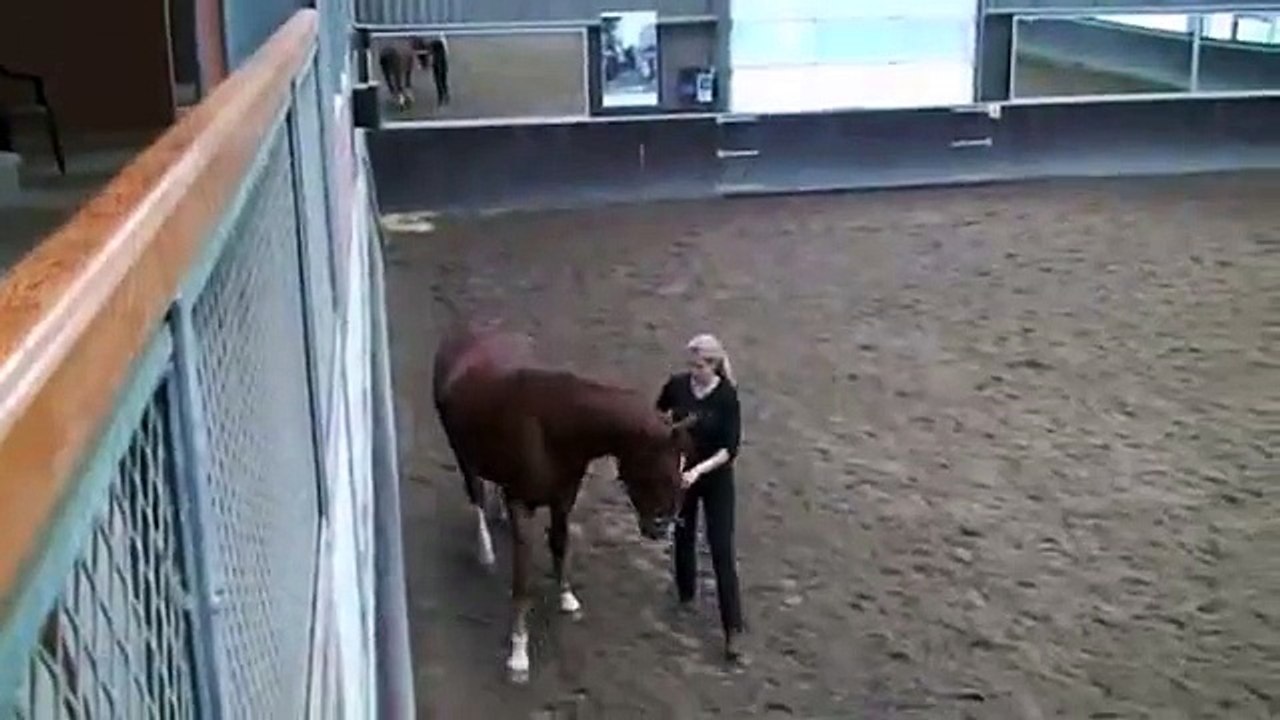 shoulder in - quarter in - renvers