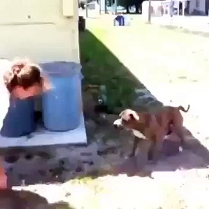 Super Dog - Anjing Super