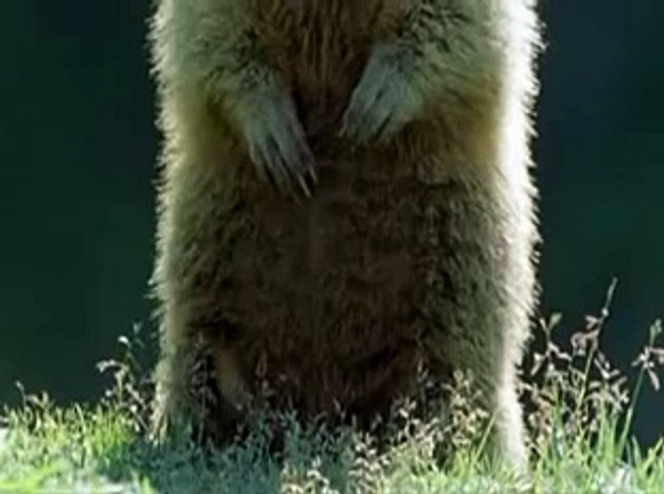 Alan Alan Alan Steve Steve Steve