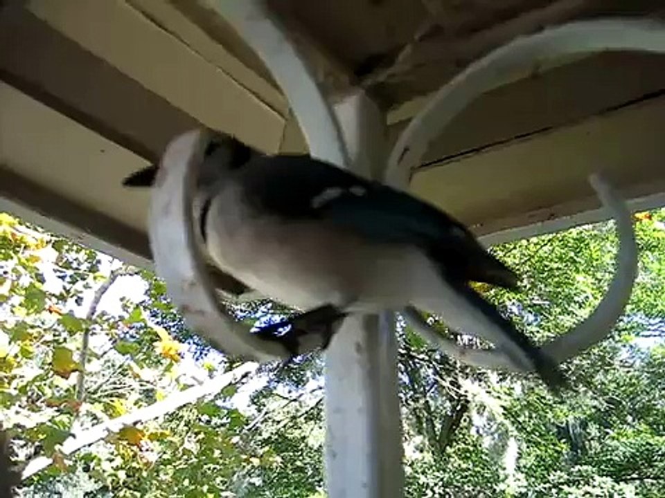 BLUE JAY