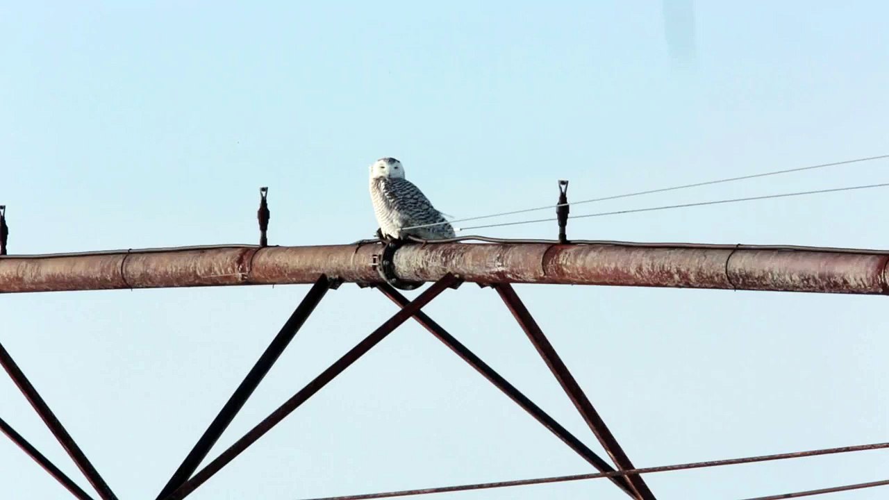 Snowy Owl in Wisconsin