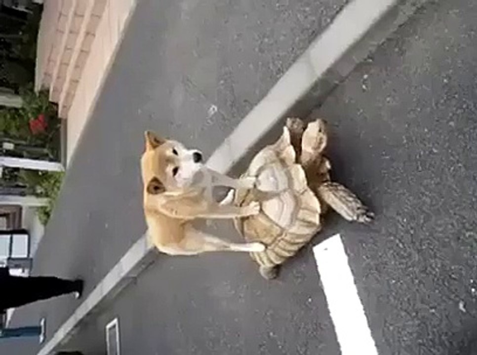 Dekho Dekho Kon Aya Dog Aya Dog Aya