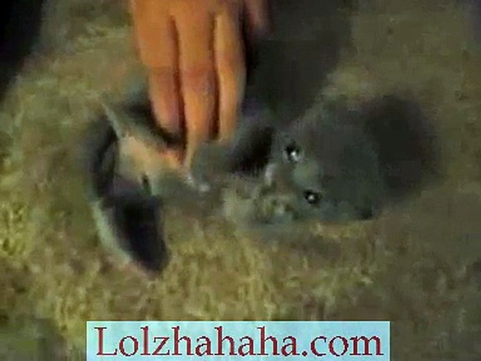 kitten tickles