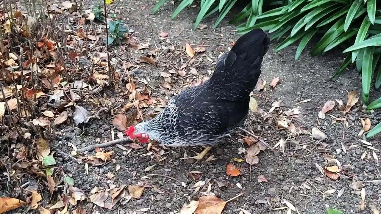 Chickens in Slow Motion (120 fps)