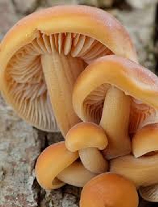 What Are the Benefits of Shiitake Mushrooms