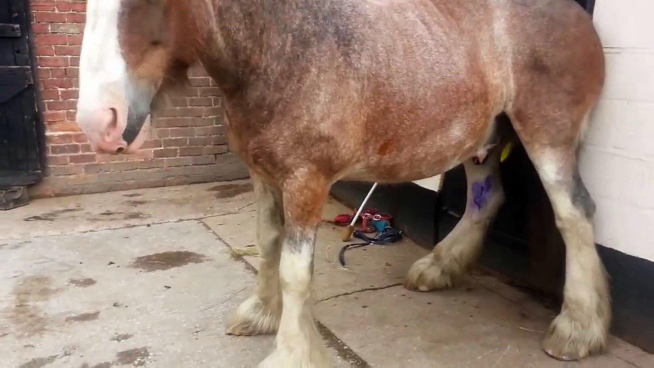 Huge feet, huge problem!