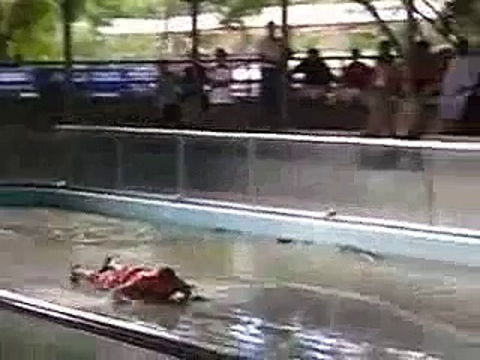 crocodile attacks man   AMAZING! - crocodile attacks