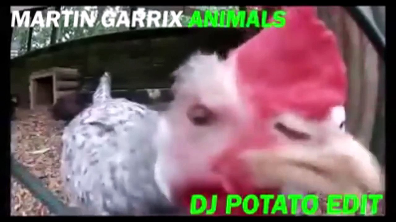 Martin Garrix's Hit Track 'Animals' 🎶 - Watch Now on AnimalPrody