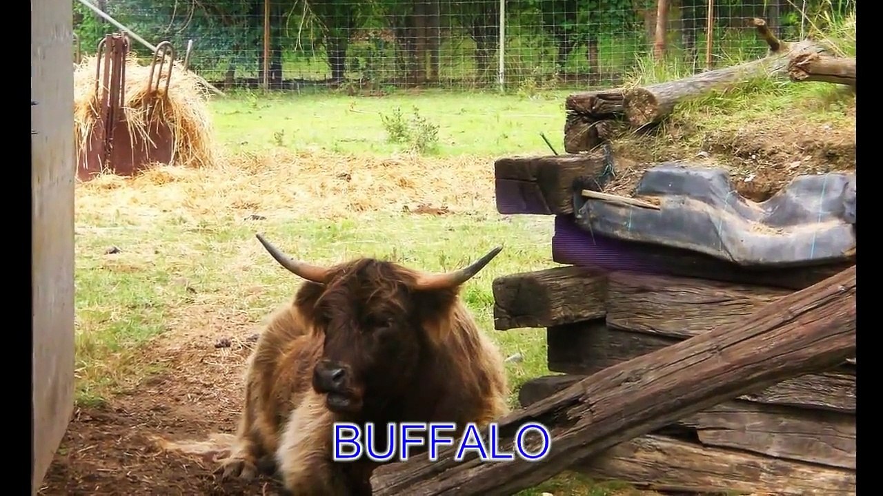 Animal Sounds: Real Animals - Names, Sounds, and Babies' Names