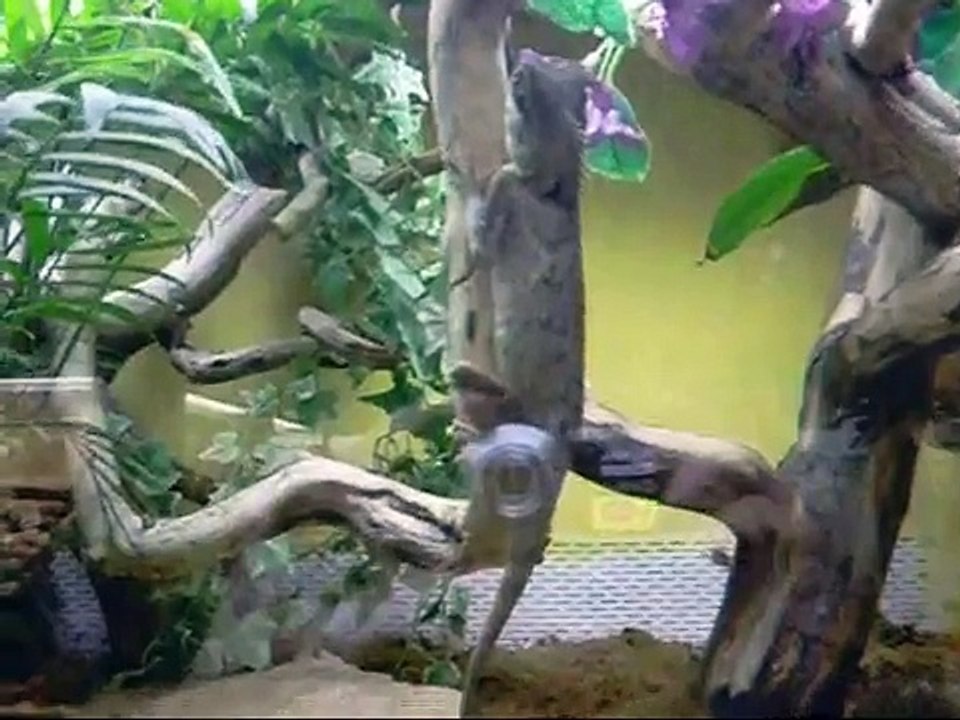 Alligator-Schlangen Zoo Augsburg