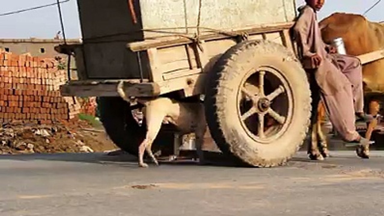 (2) Safeer Gillani - Safeer Gillani shared your video.