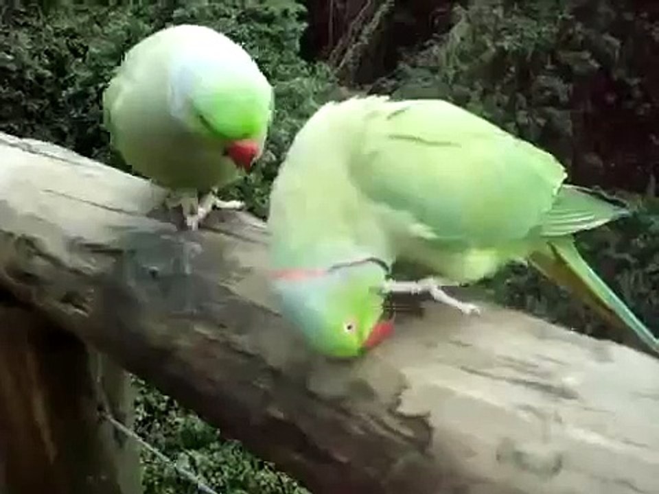 Диалог двух попугаев