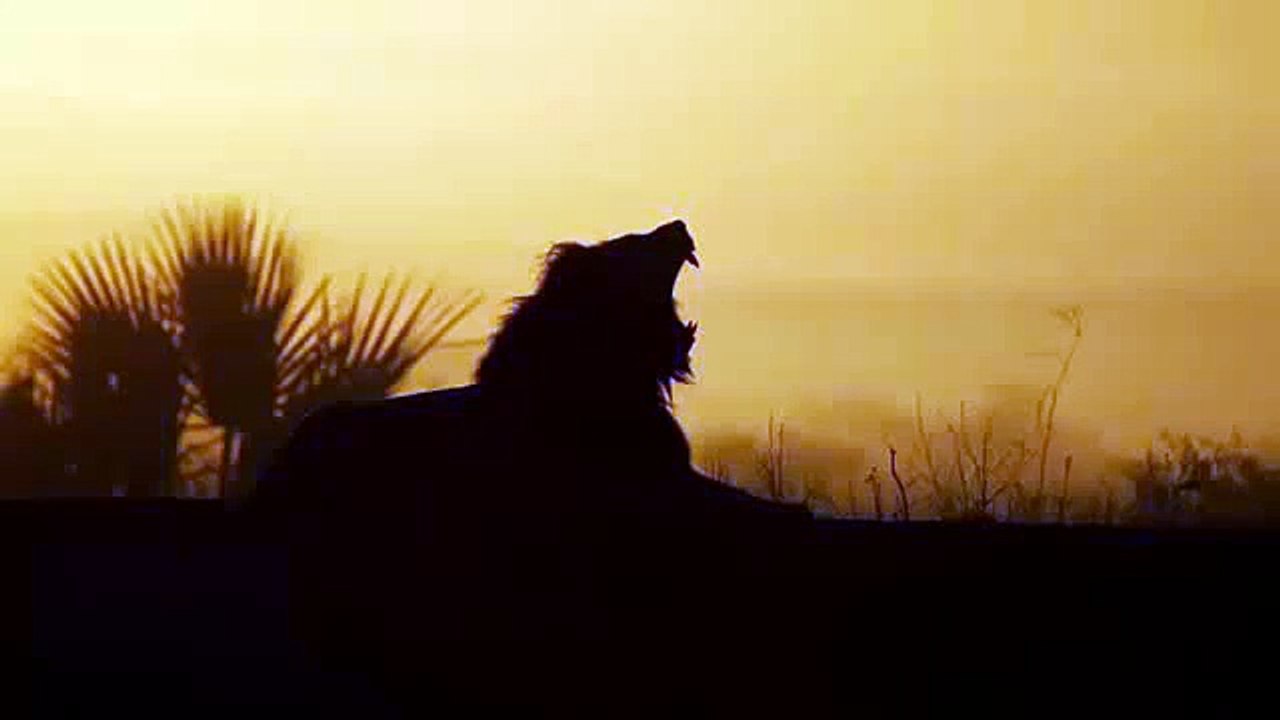 Discover the Majestic World of Lions 🦁 | Lion Documentary Channel
