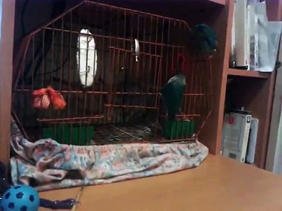 Problem solving lovebird