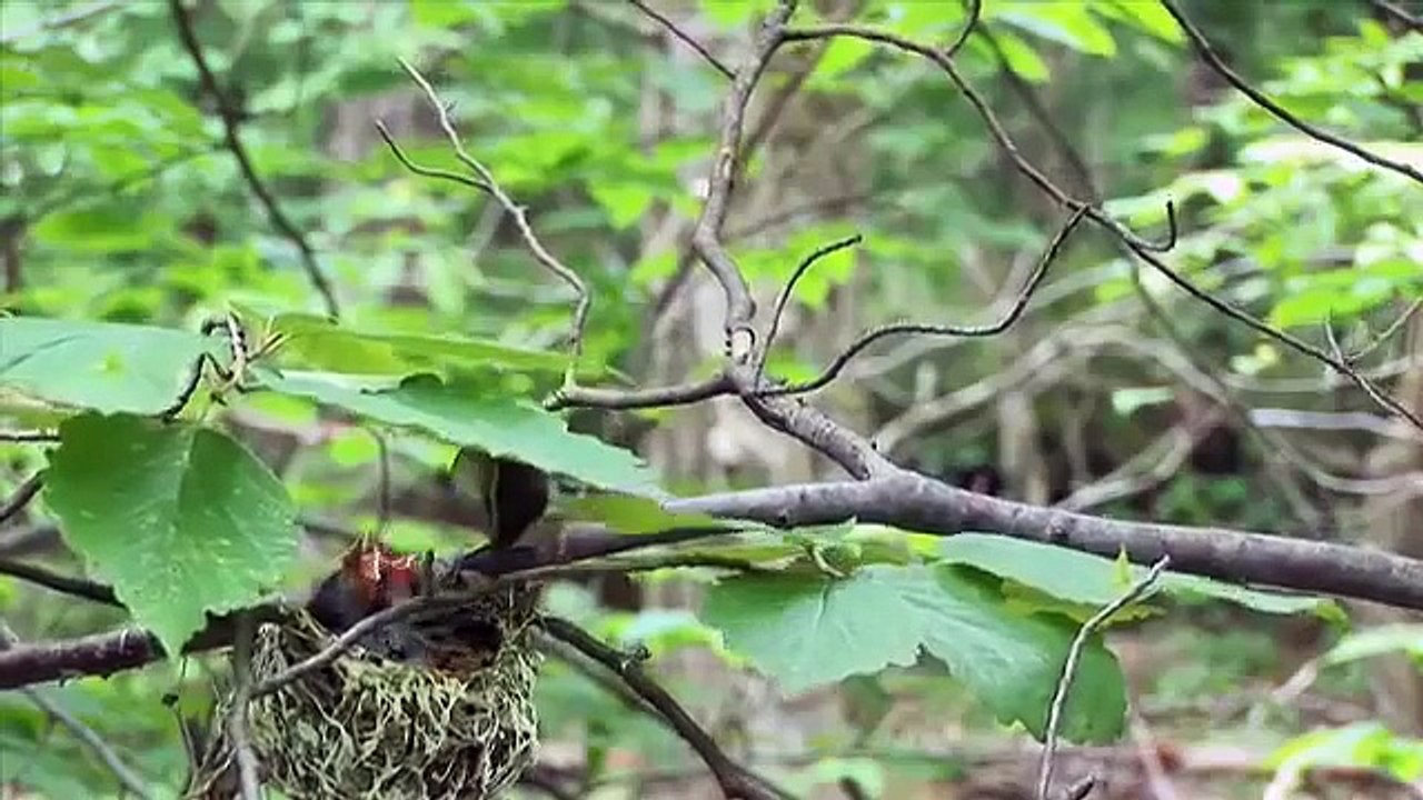 Citizen Science - Science Nation