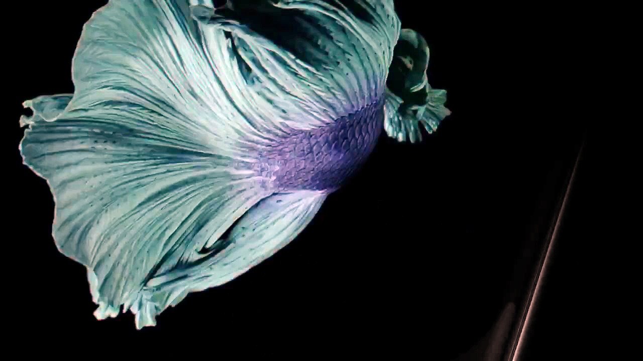 iPhone 6S and 6S Plus - Reveal