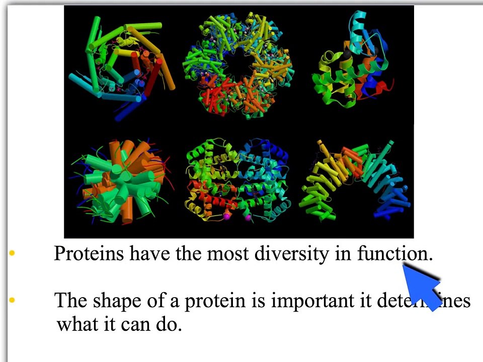 Explain everything proteins and enzymes