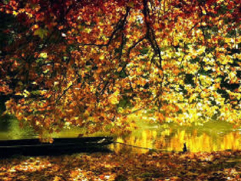 K-pop: The Global Phenomenon 🌍