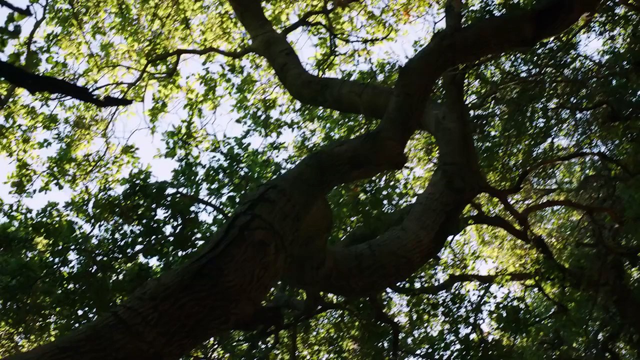 Raven's Touch (Feature Film Trailer)