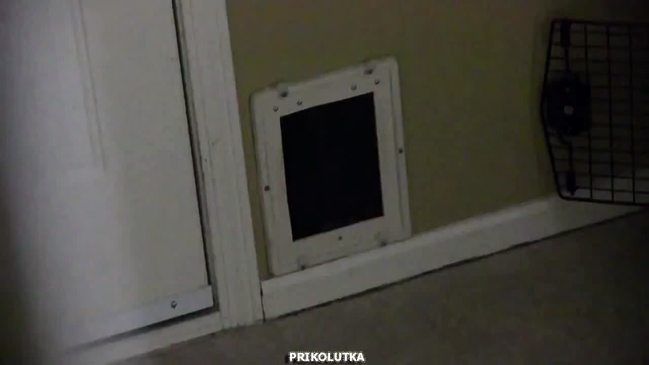 Явление кота народу!