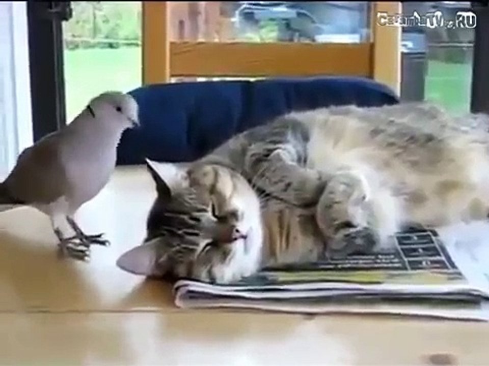 Голубь стебается над котом!