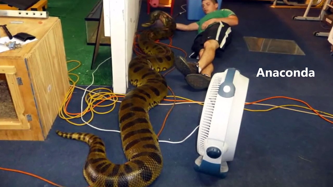 Anaconda vs Python - Part 2 - What is the biggest snake in the world