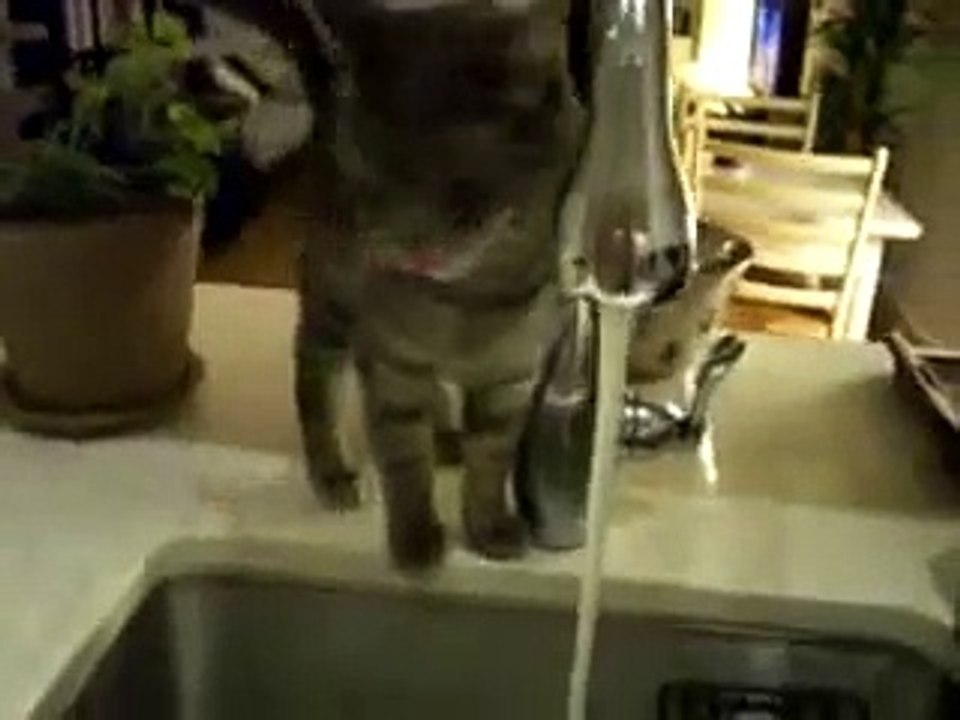 Кот с нестандартным мышлением пьет воду!