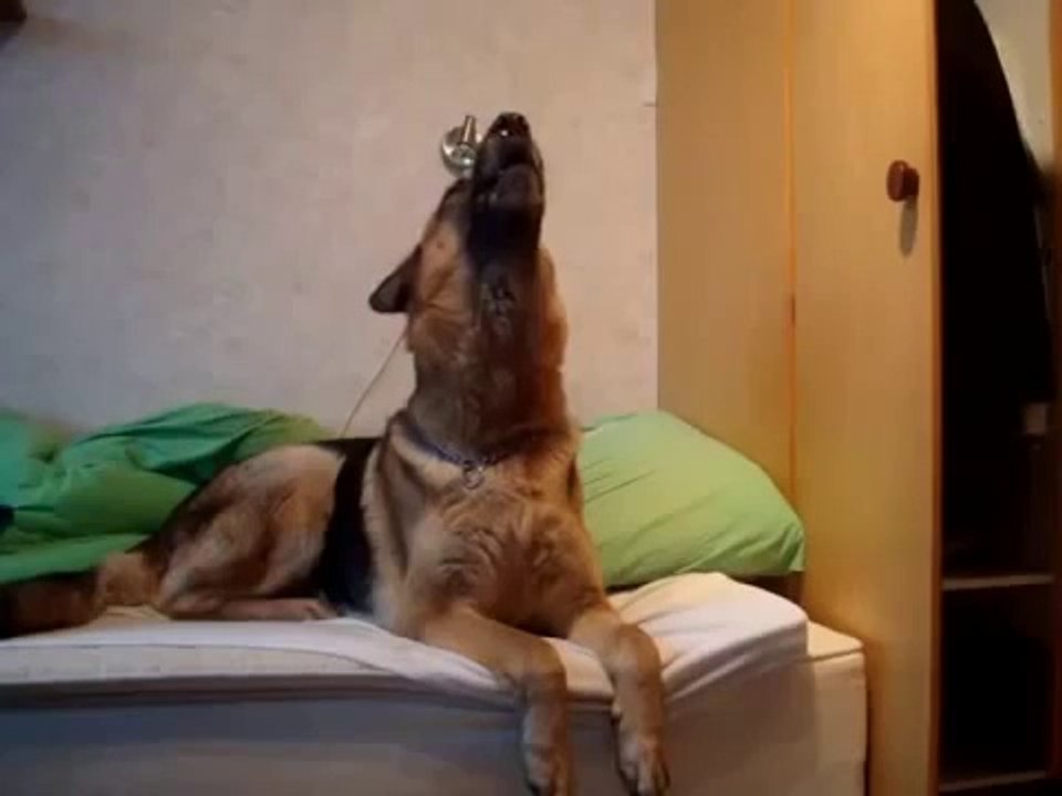 Реакция пса на вой волков