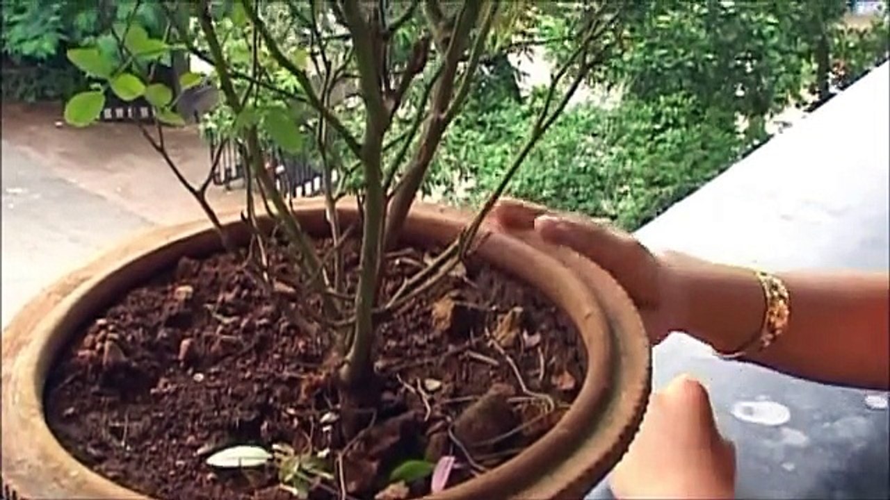 Real Indian House Wife Short Film Matinee Masala