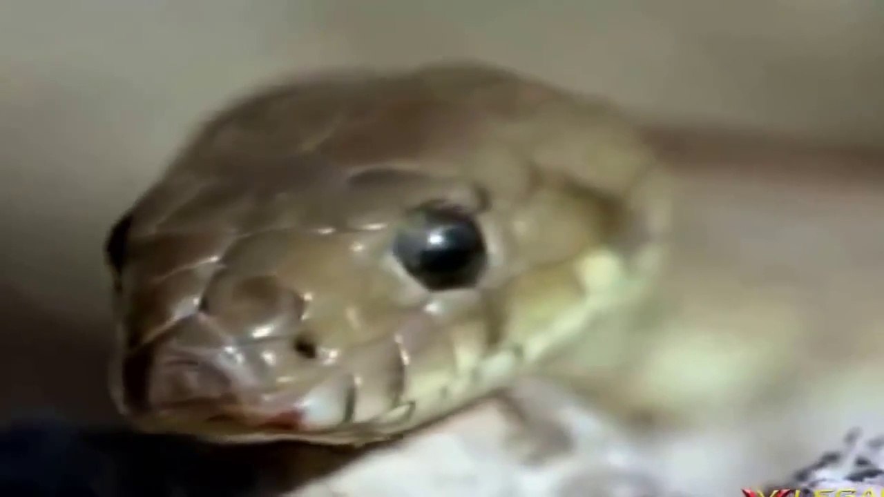 Eagle vs Snake _ Black Mamba Fight With Eagle