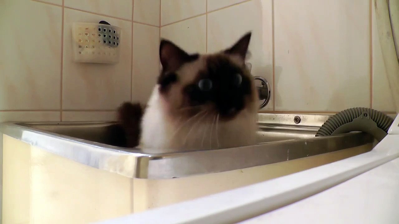 Кот играет в прятки