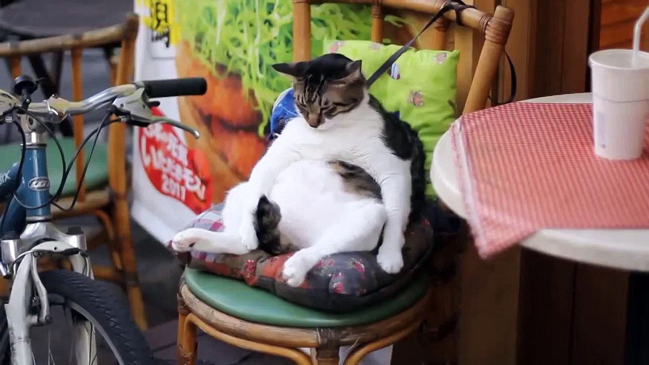 Кот уснул в кафе!!