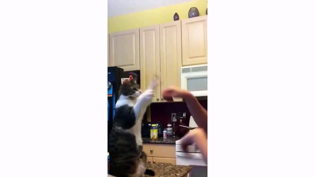 Я тоже хочу такого кота!