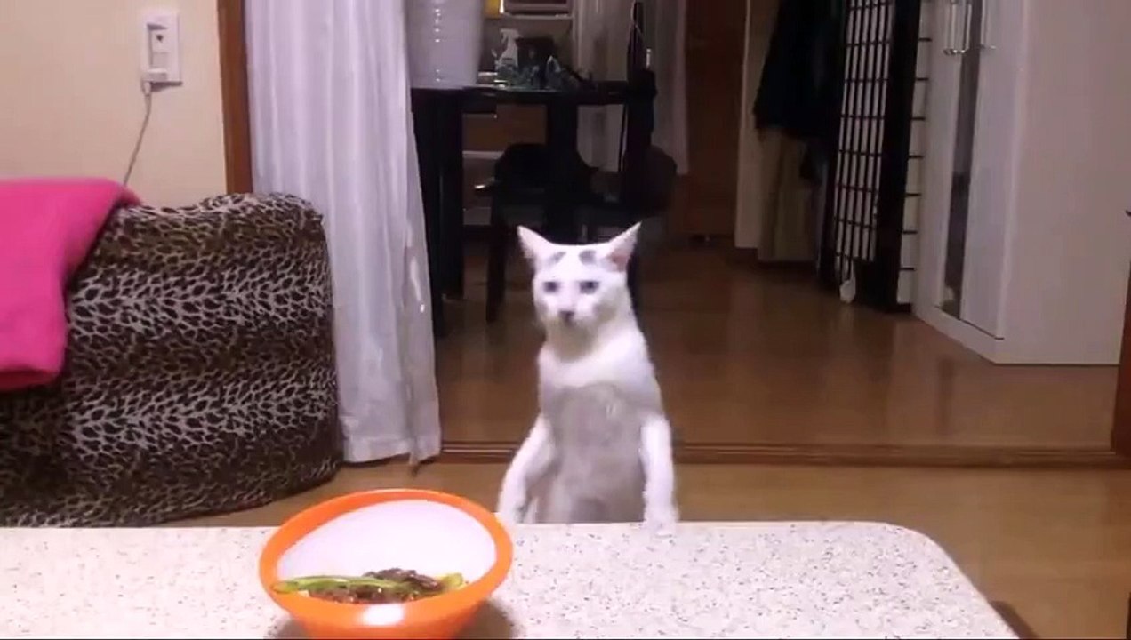 Майкл Джексон кот!