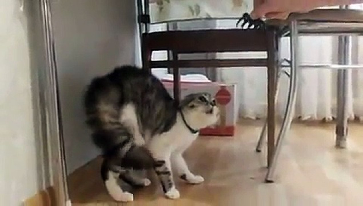 Реакция кота на приколку!