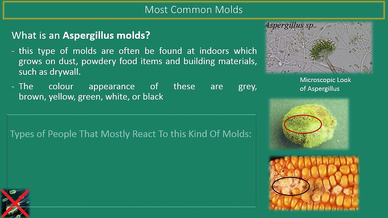 Types of Molds and Its Effect to People's Health