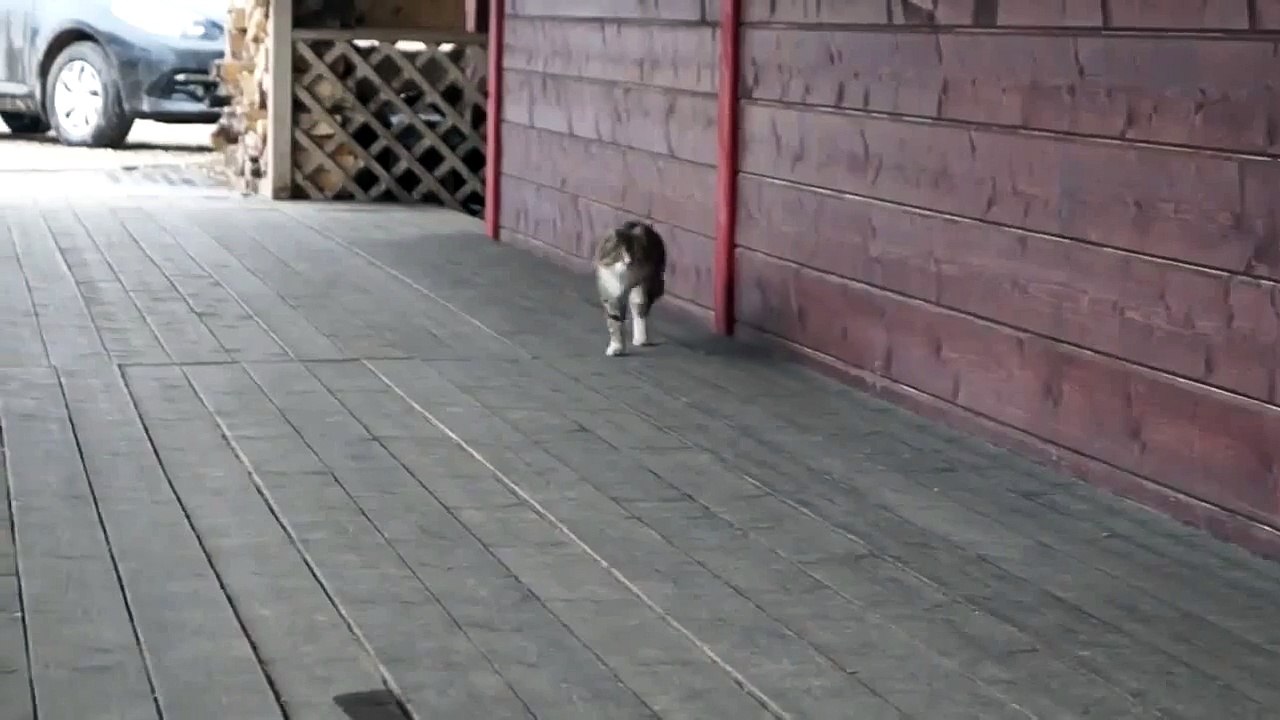 Забавная походка кота