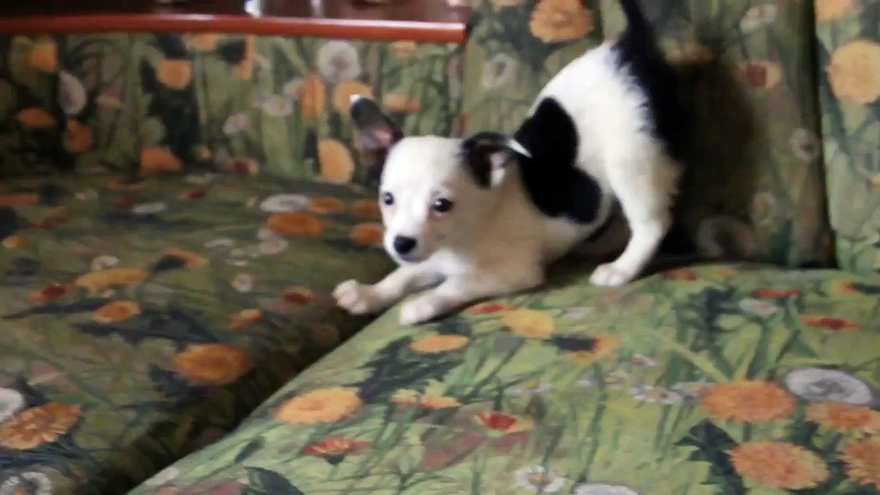 Ну очень злой)))