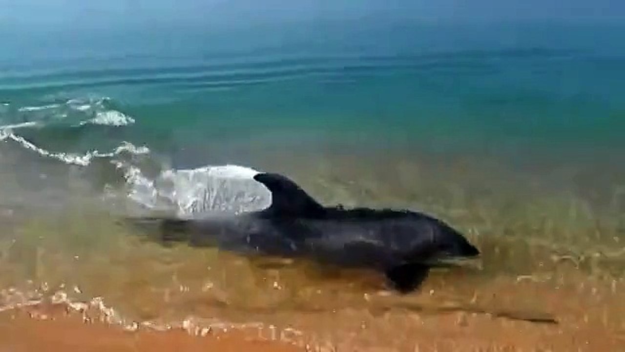 Дельфин ловит рыбку Крым!