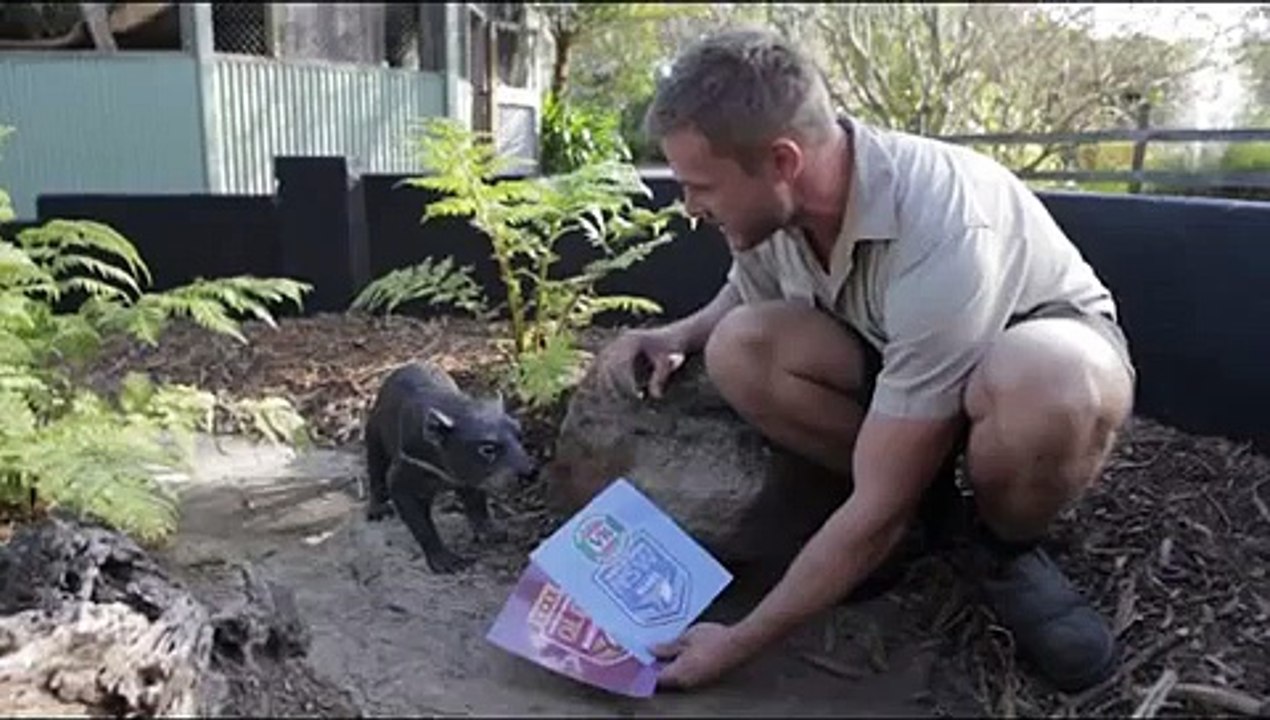 Animals guess who wins State of Origin 2015