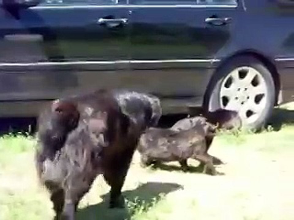 Крутые разборки