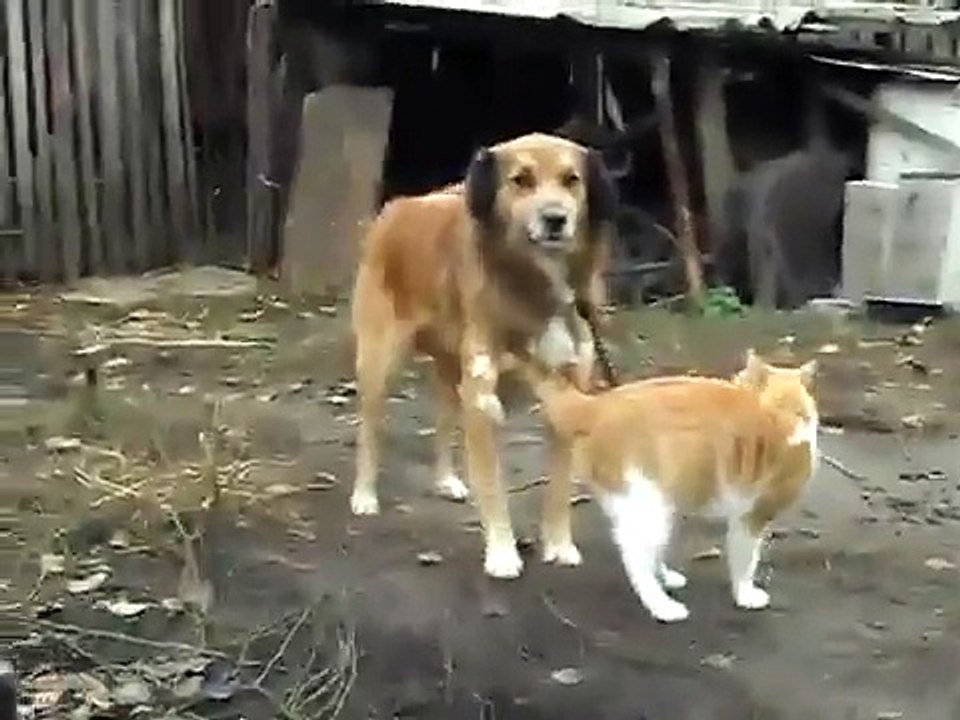 Нежные чувства кота и собаки