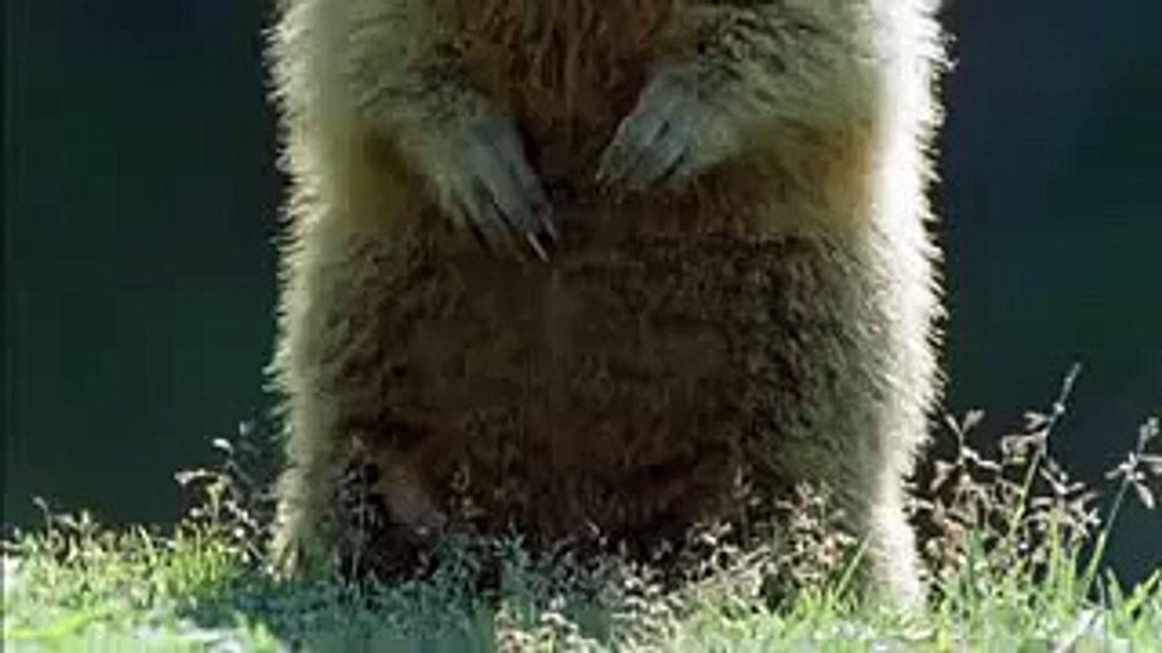 ALAN ALAN - animals funny