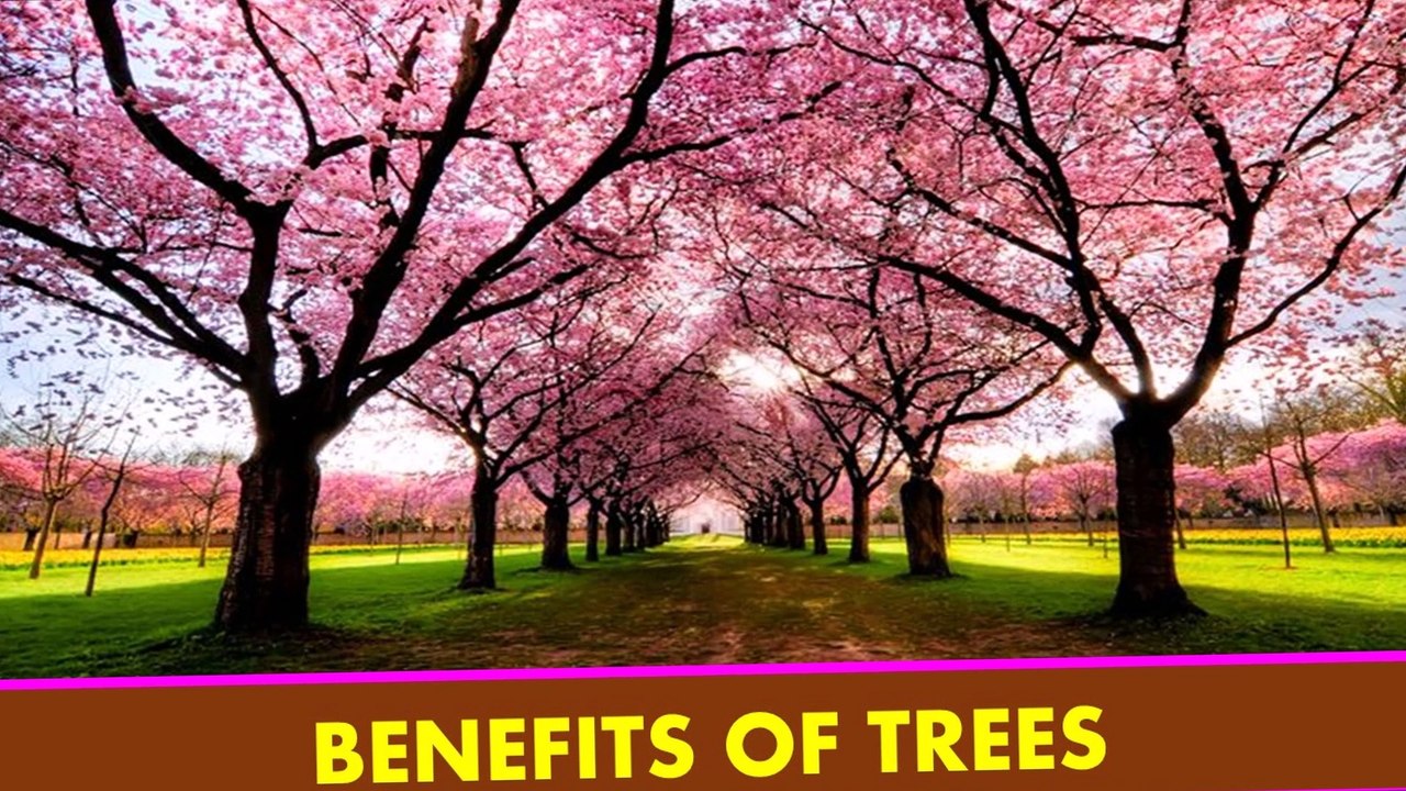 BENEFITS OF TREES