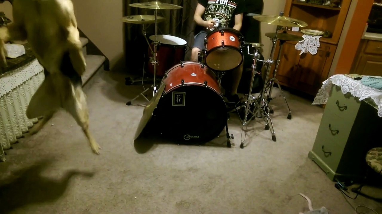 Пес рок-н-рольщик