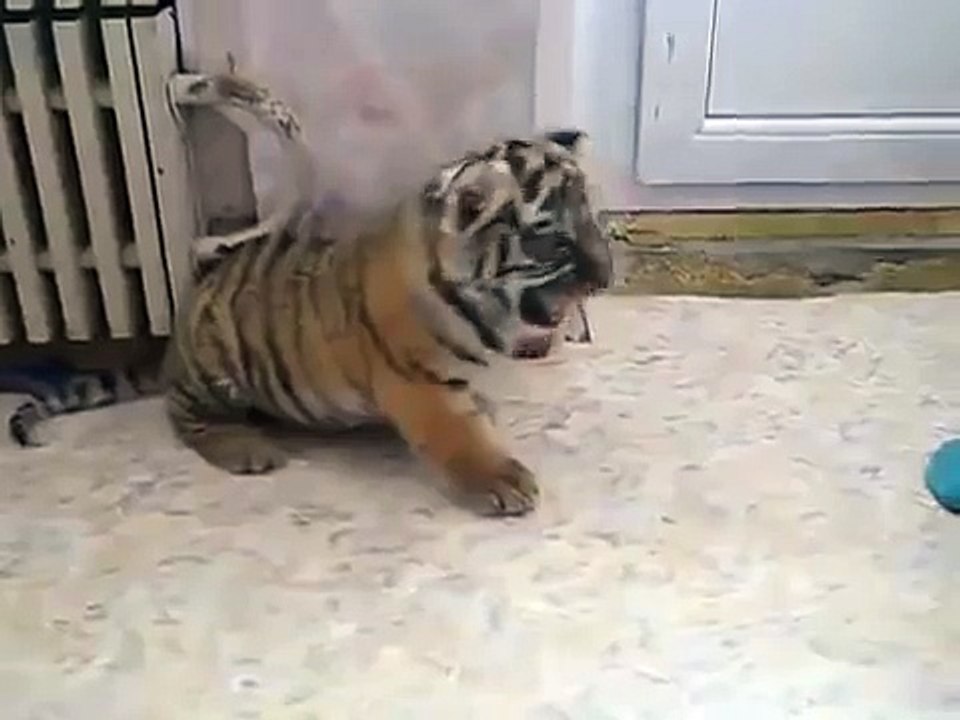 Тигренок котенок!