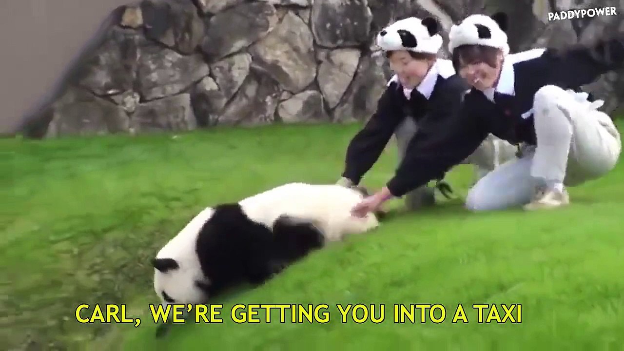 What is going on? lol Hello Panda bear... I think lol