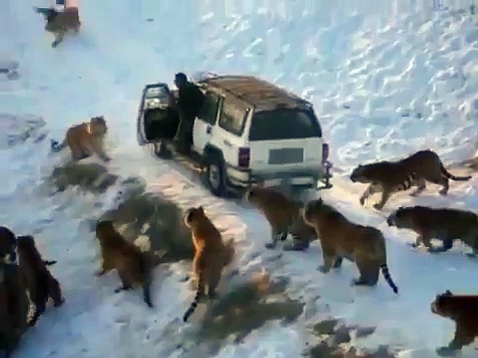 Tigers Surround Car