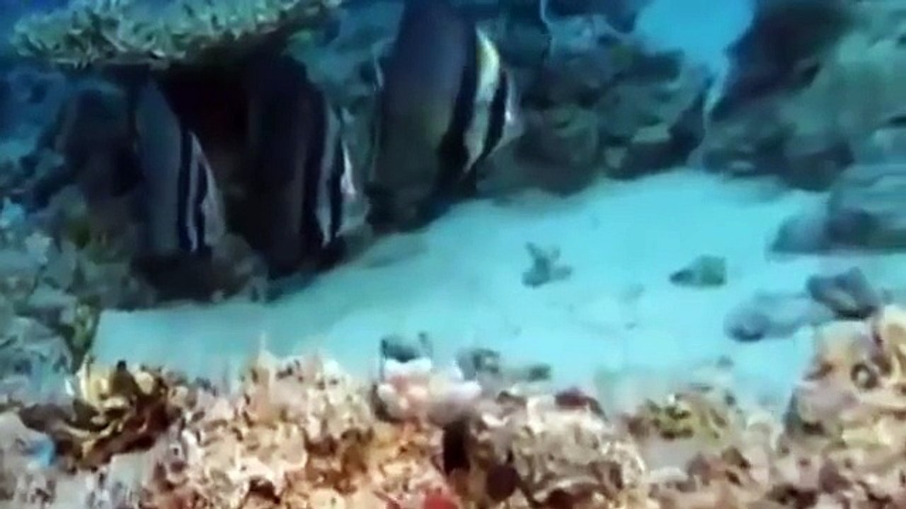 Animal Attack Documentary | Wildlife Documentary