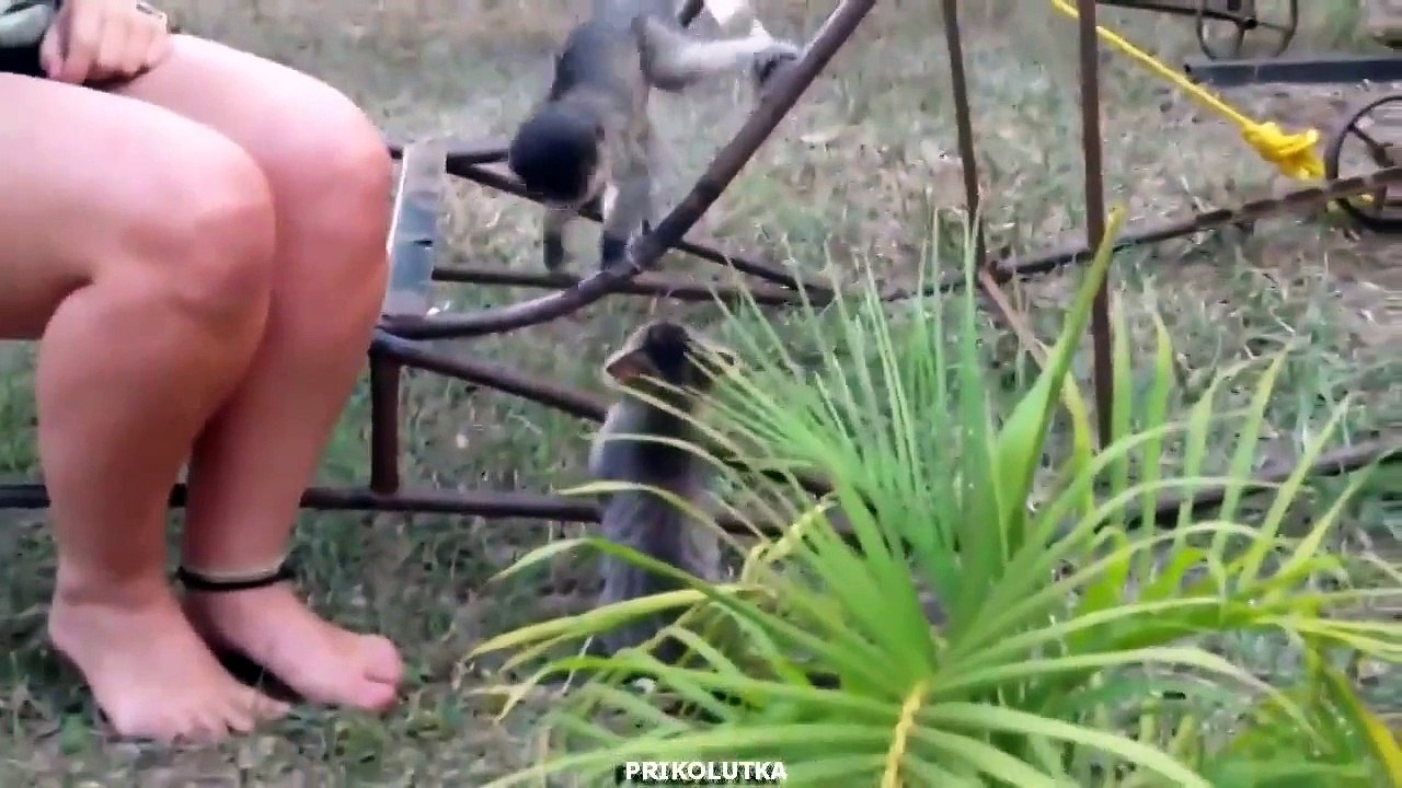 Котенок и мартышка